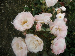 ENGLISH MISS (floribunda)